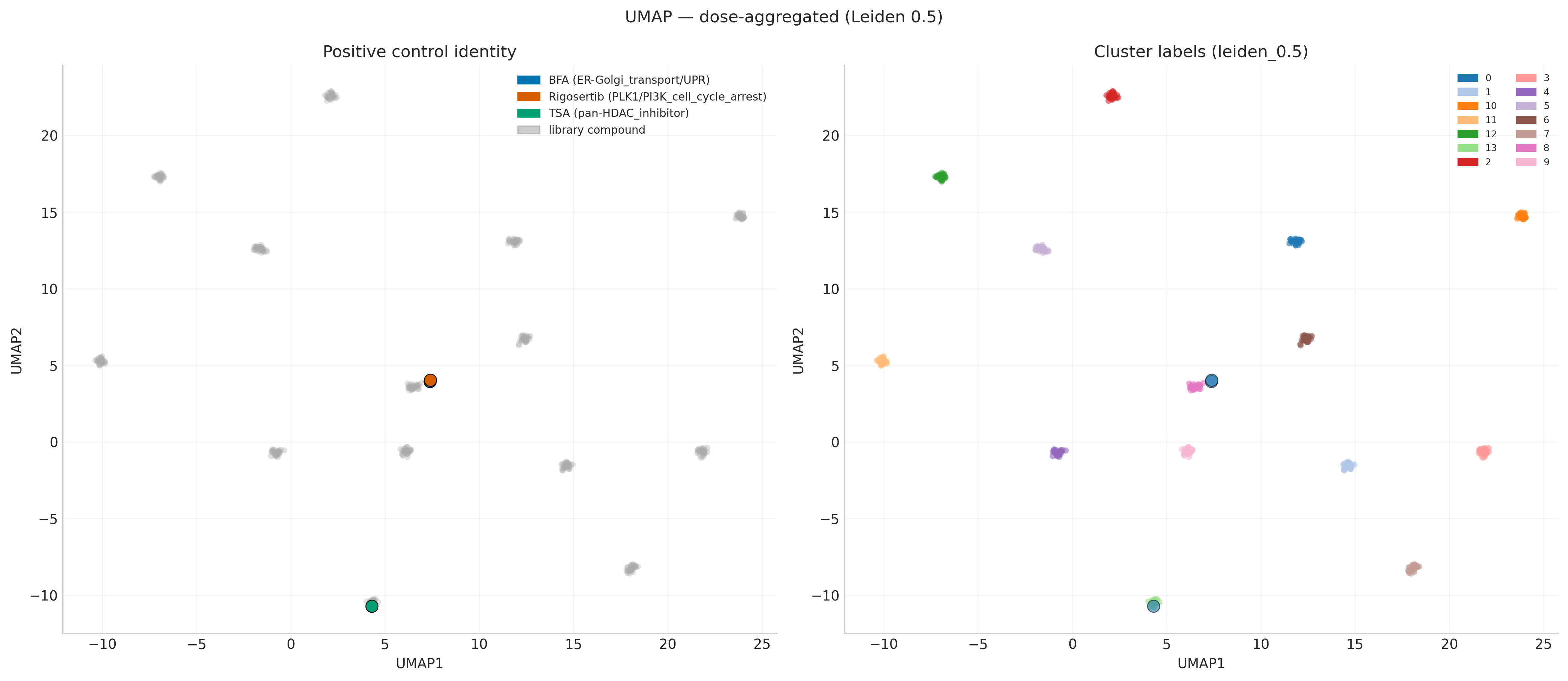 Leiden clusters in UMAP space